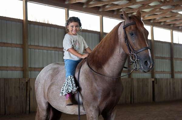gun-safe-horse-tennessee-walking