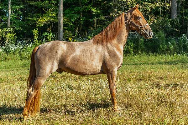 horse-for-sale-tennessee-walking