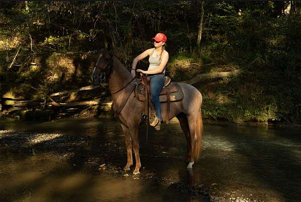 western-horse-tennessee-walking