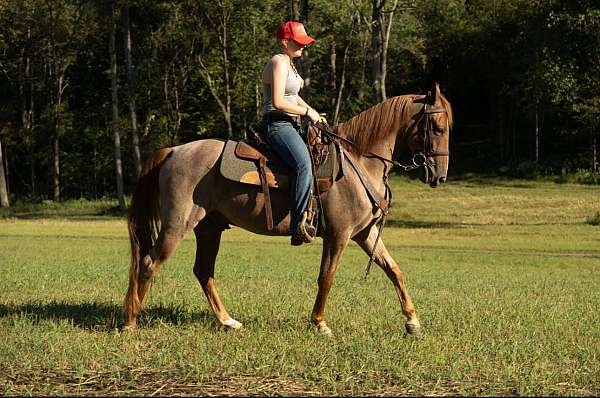 western-dressage-horse-tennessee-walking