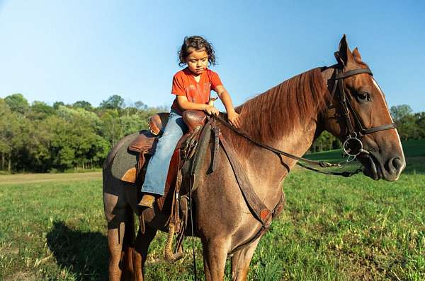 kid-friendly-horse-tennessee-walking