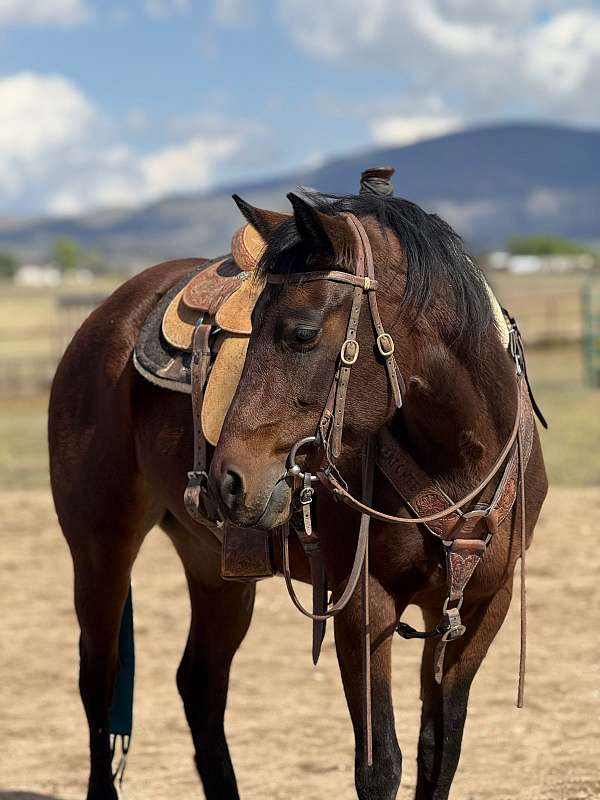 quarter-horse-filly