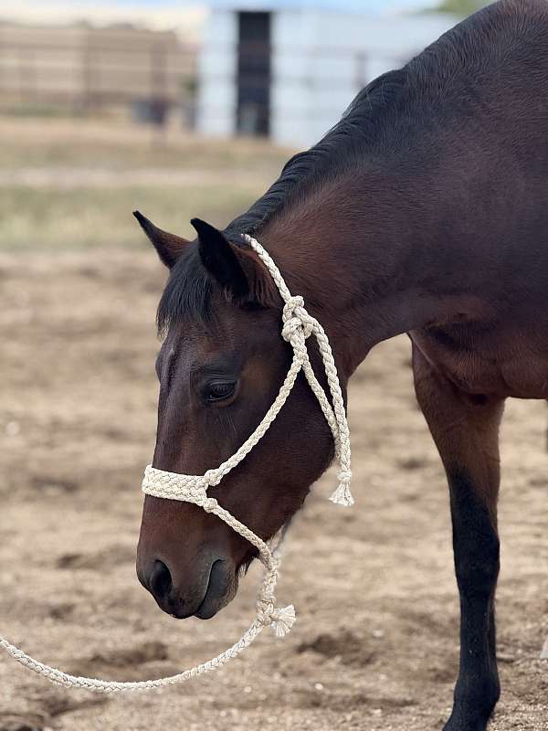 quarter-horse-for-sale