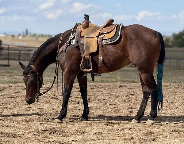 quarter-horse