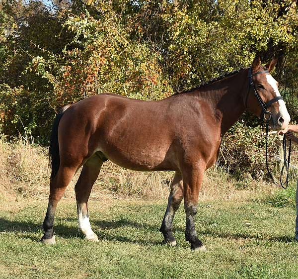 stripe-back-left-sock-horse