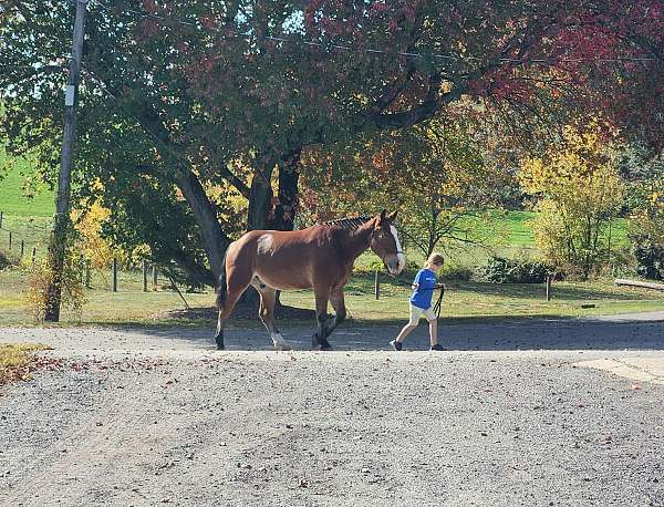 amicable-draft-horse