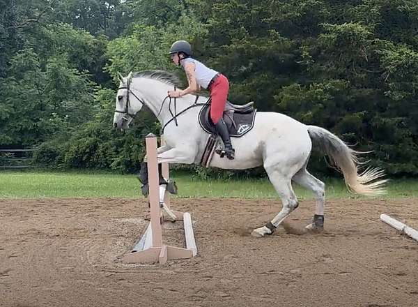 experienced-thoroughbred-warmblood-horse