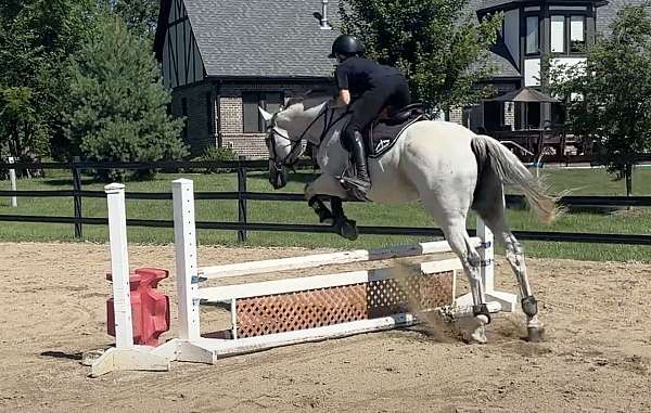 none-horse
