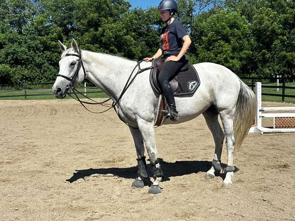 grey-none-horse