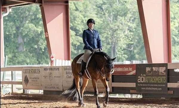 quarter-horse-gelding