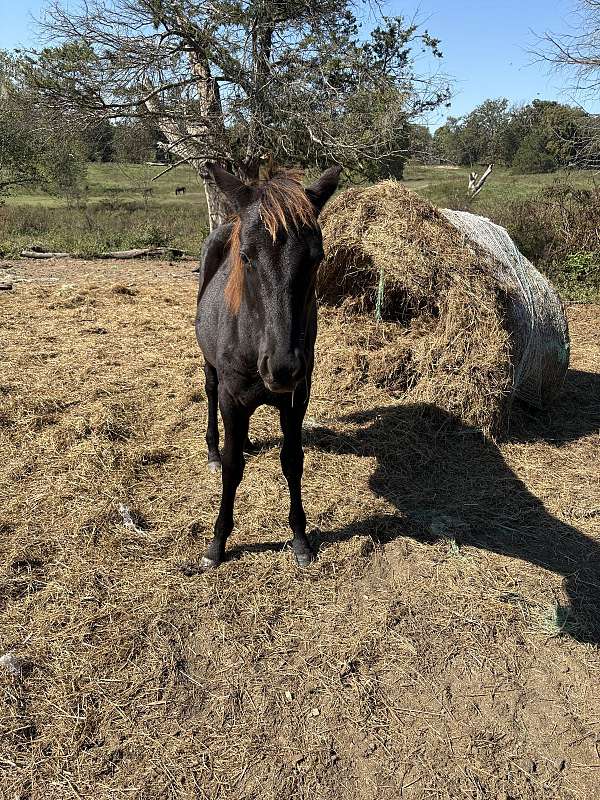 agility-pinto-horse