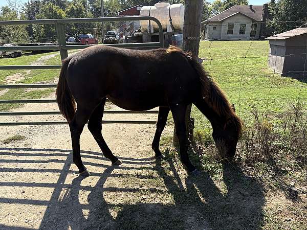 all-pinto-horse