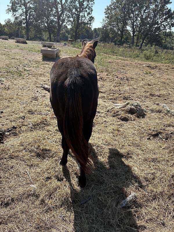 buckpasser-pinto-horse