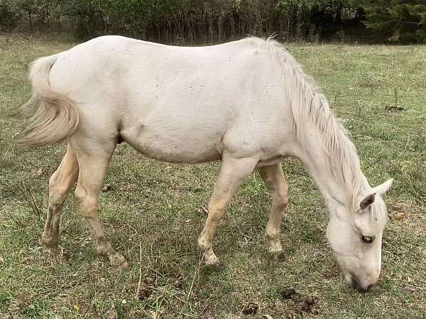 ready-to-train-quarter-pony