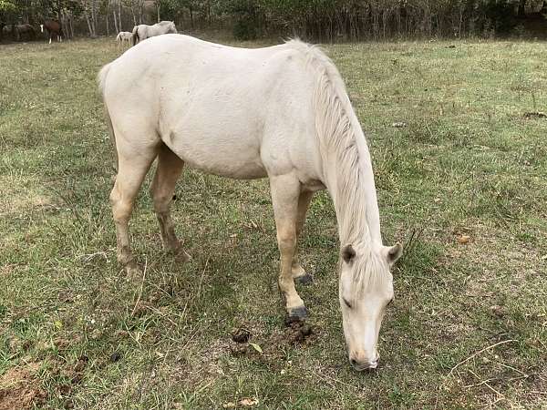 comes-stallion
