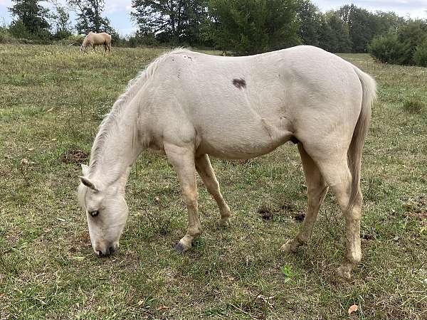 curious-quarter-pony