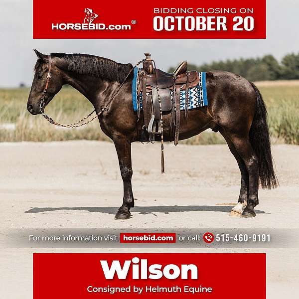 all-around-friesian-horse
