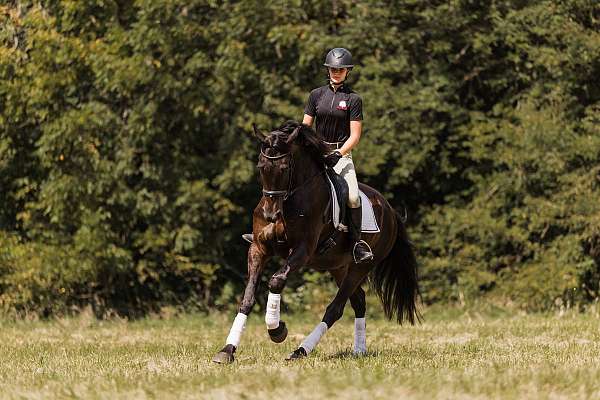 dressage-friesian-horse