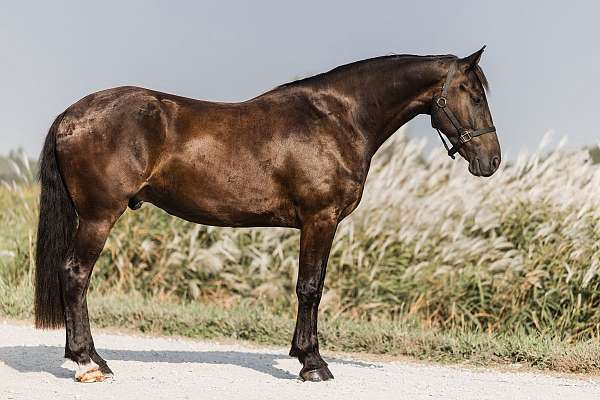 athletic-friesian-horse