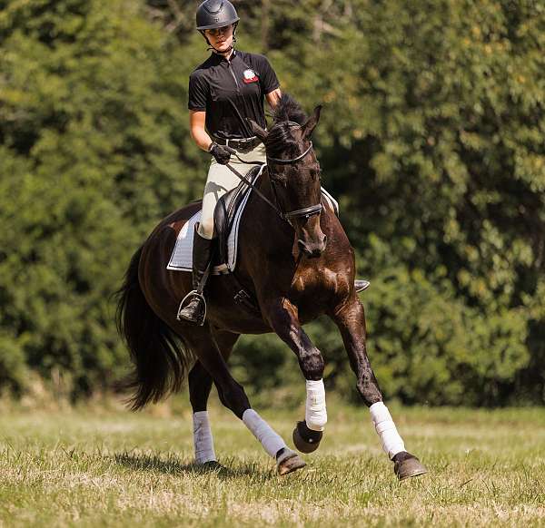 flashy-friesian-horse