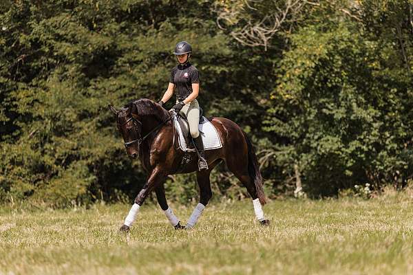 performance-friesian-horse