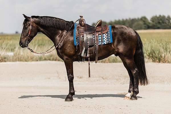 ridden-english-friesian-horse