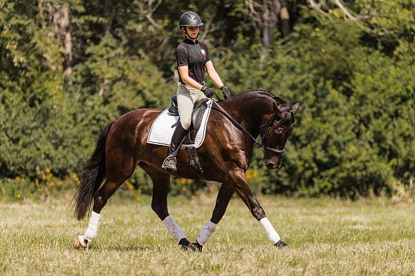 ridden-western-friesian-horse