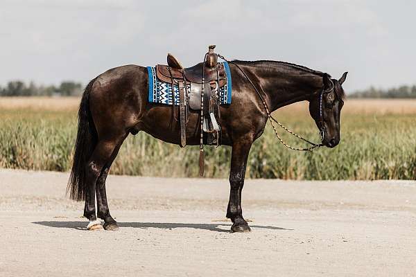 show-friesian-horse
