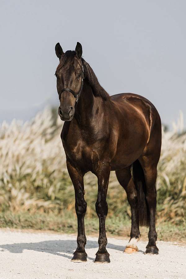 trail-friesian-horse