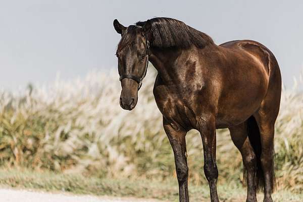 trail-riding-friesian-horse