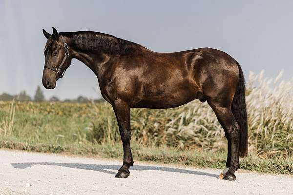 black-friesian-gelding