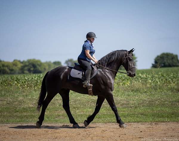 athletic-friesian-horse