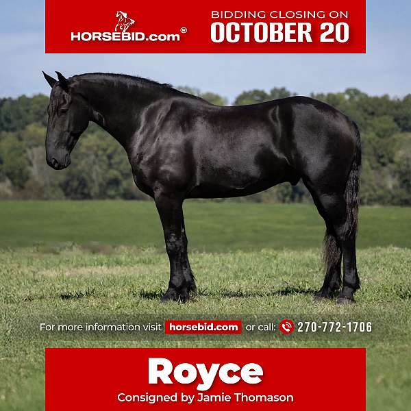 all-around-friesian-horse