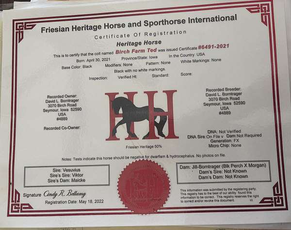 cross-friesian-horse