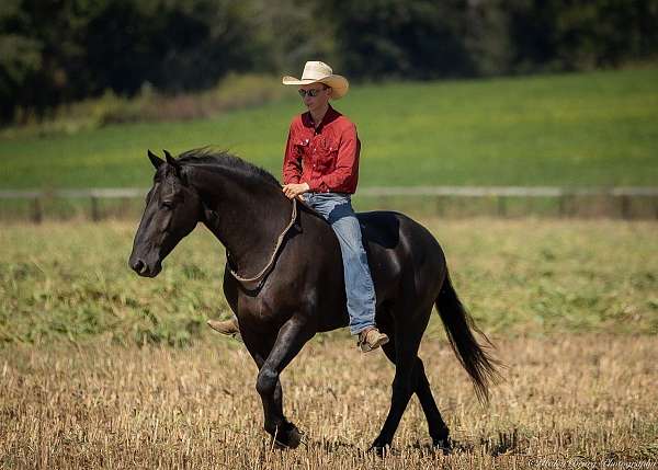 dressage-friesian-horse