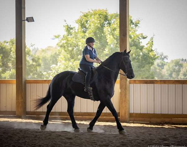 husband-safe-friesian-horse