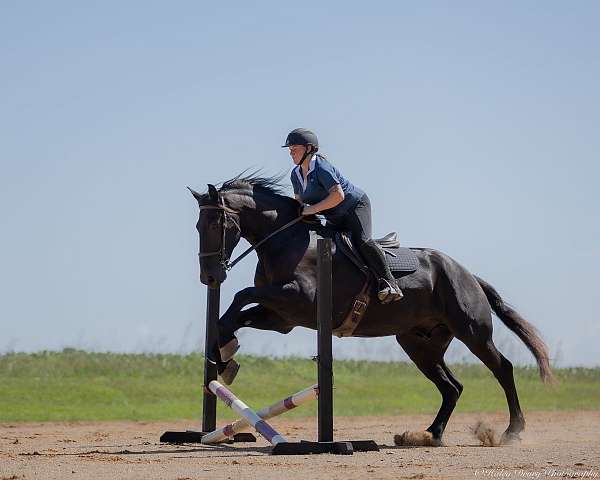 draft-friesian-horse