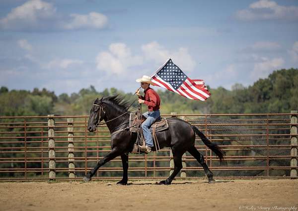 performance-friesian-horse