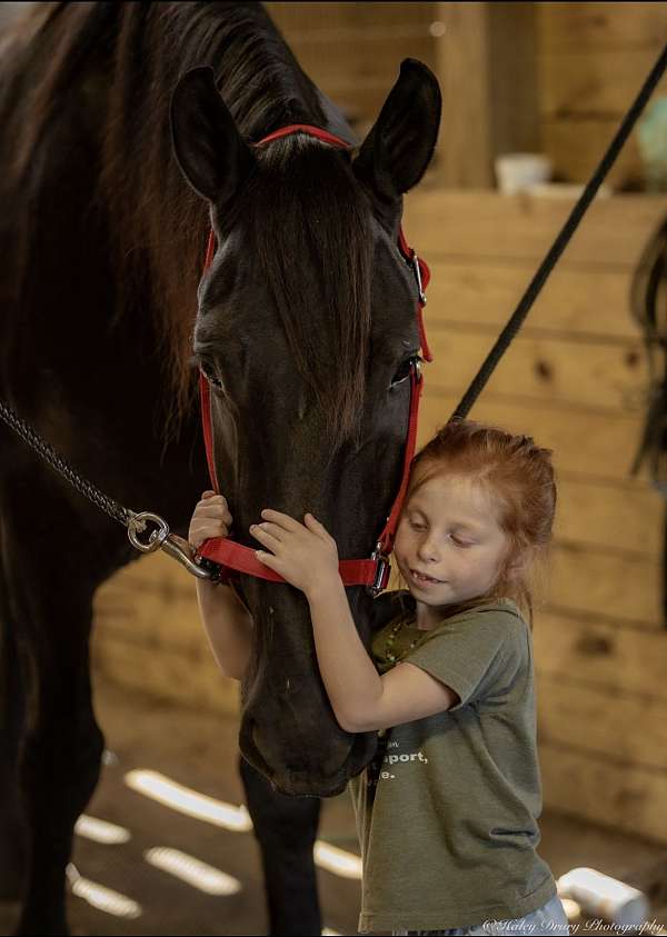 ranch-friesian-horse