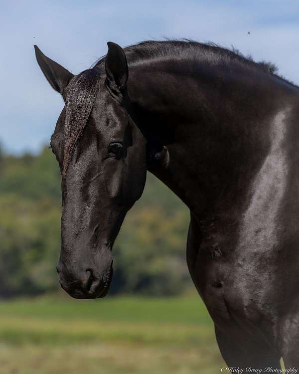 flashy-friesian-horse