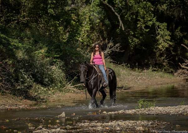 ranch-work-friesian-horse