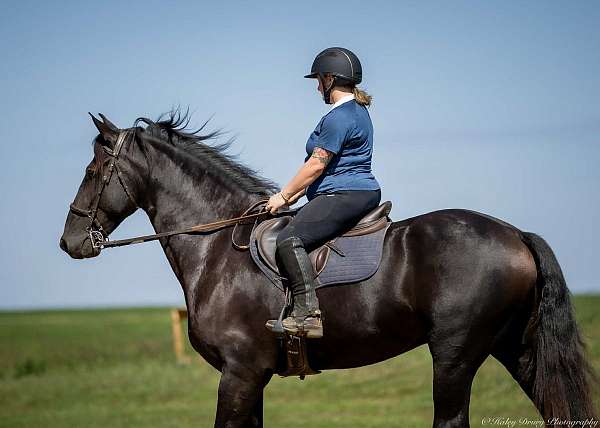 ridden-western-friesian-horse