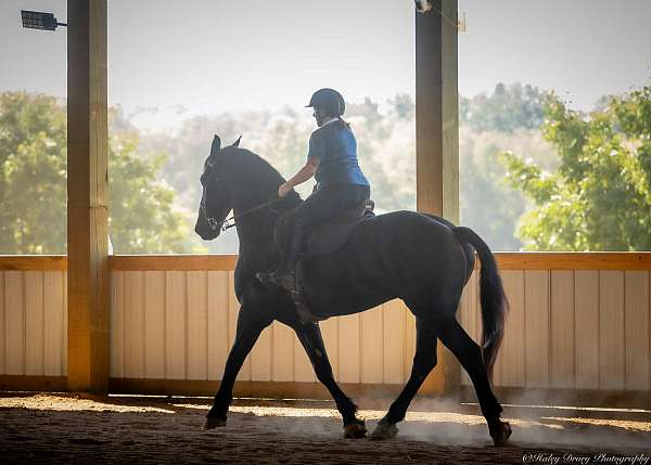 show-friesian-horse