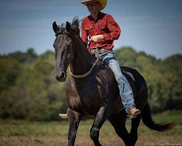 sporthorse-friesian-horse