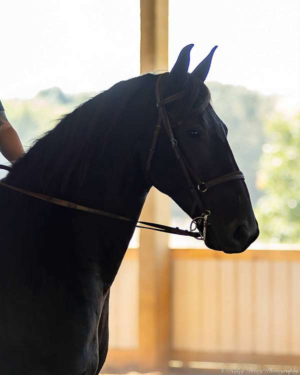 trail-friesian-horse