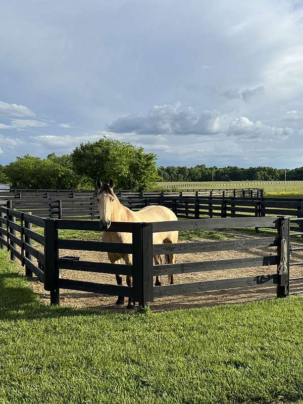 flashy-friesian-horse