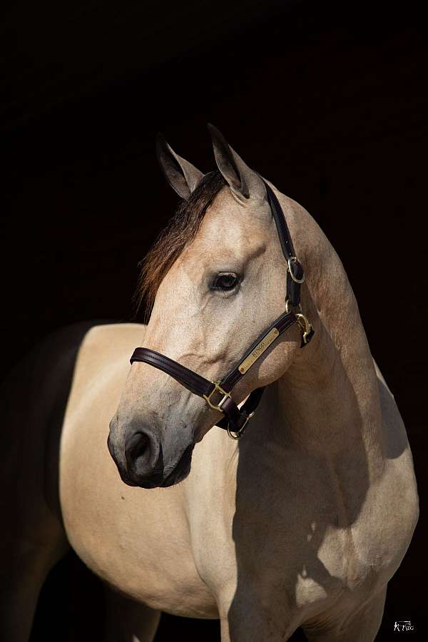 show-friesian-horse