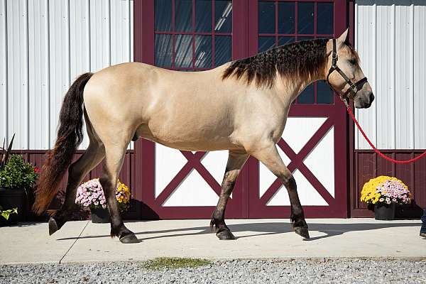 trail-friesian-horse