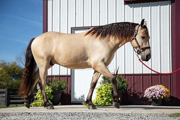 trail-riding-friesian-horse