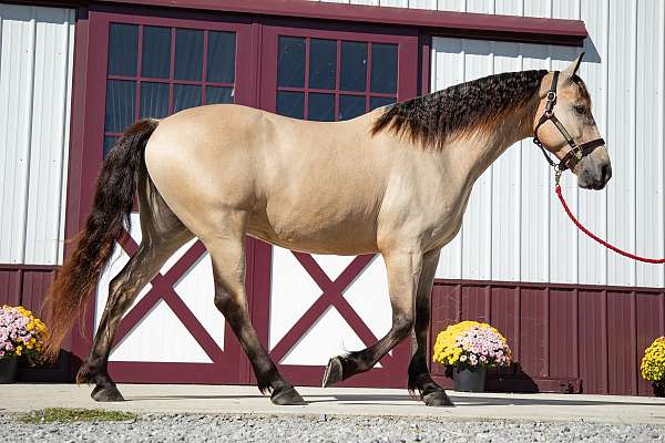 buckskin-all-around-horse